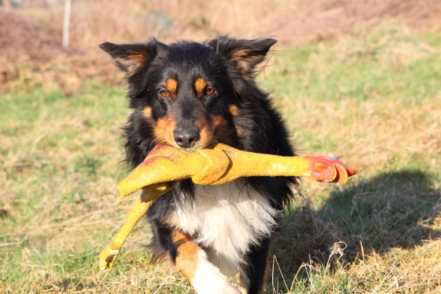 Honden pension