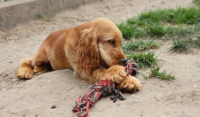 Honden pension